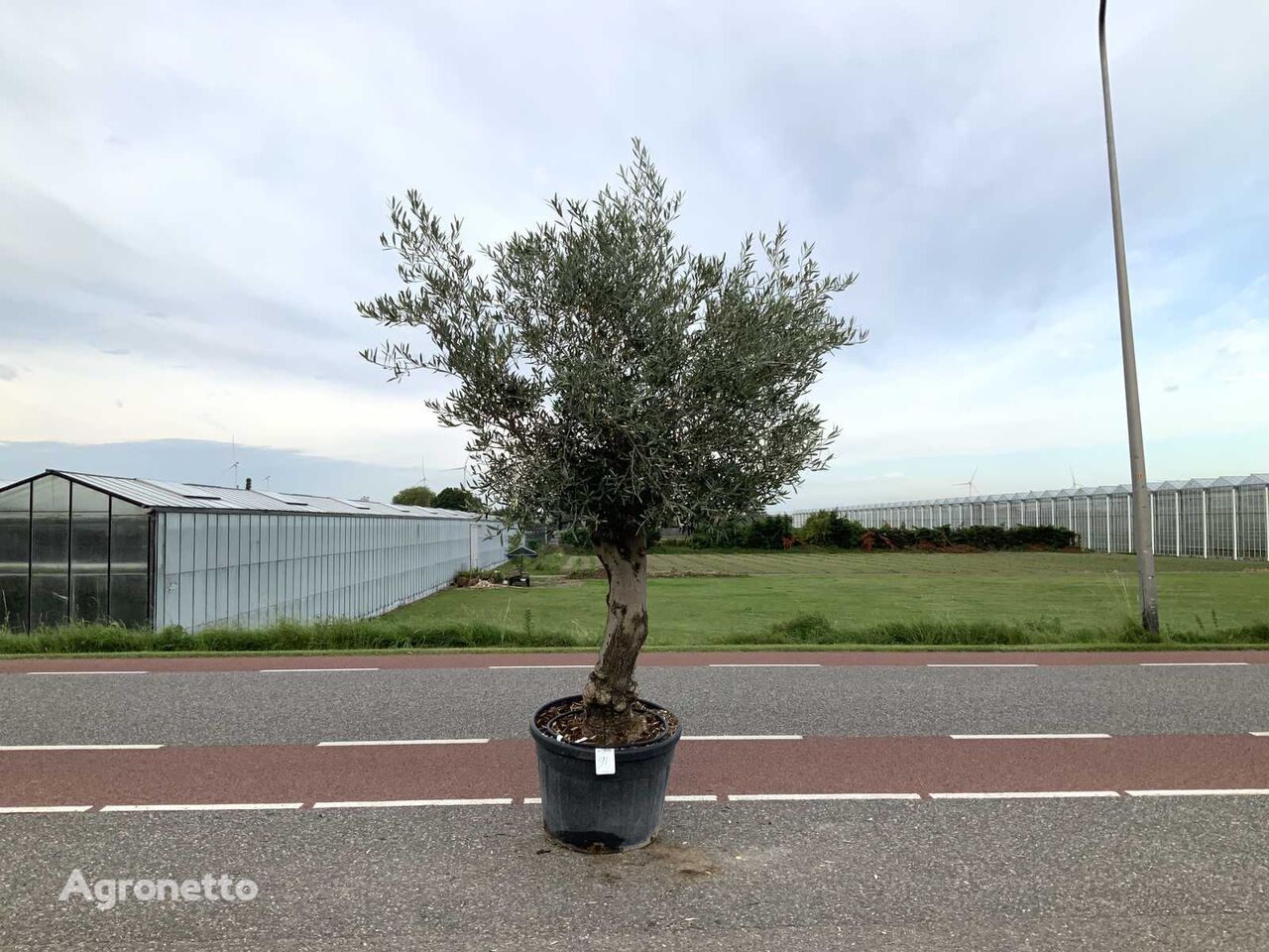 olijfboom (Olea Europaea Lessini) díszcserje